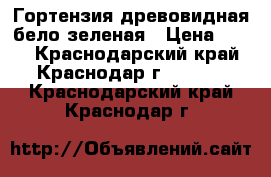 Гортензия древовидная бело-зеленая › Цена ­ 100 - Краснодарский край, Краснодар г.  »    . Краснодарский край,Краснодар г.